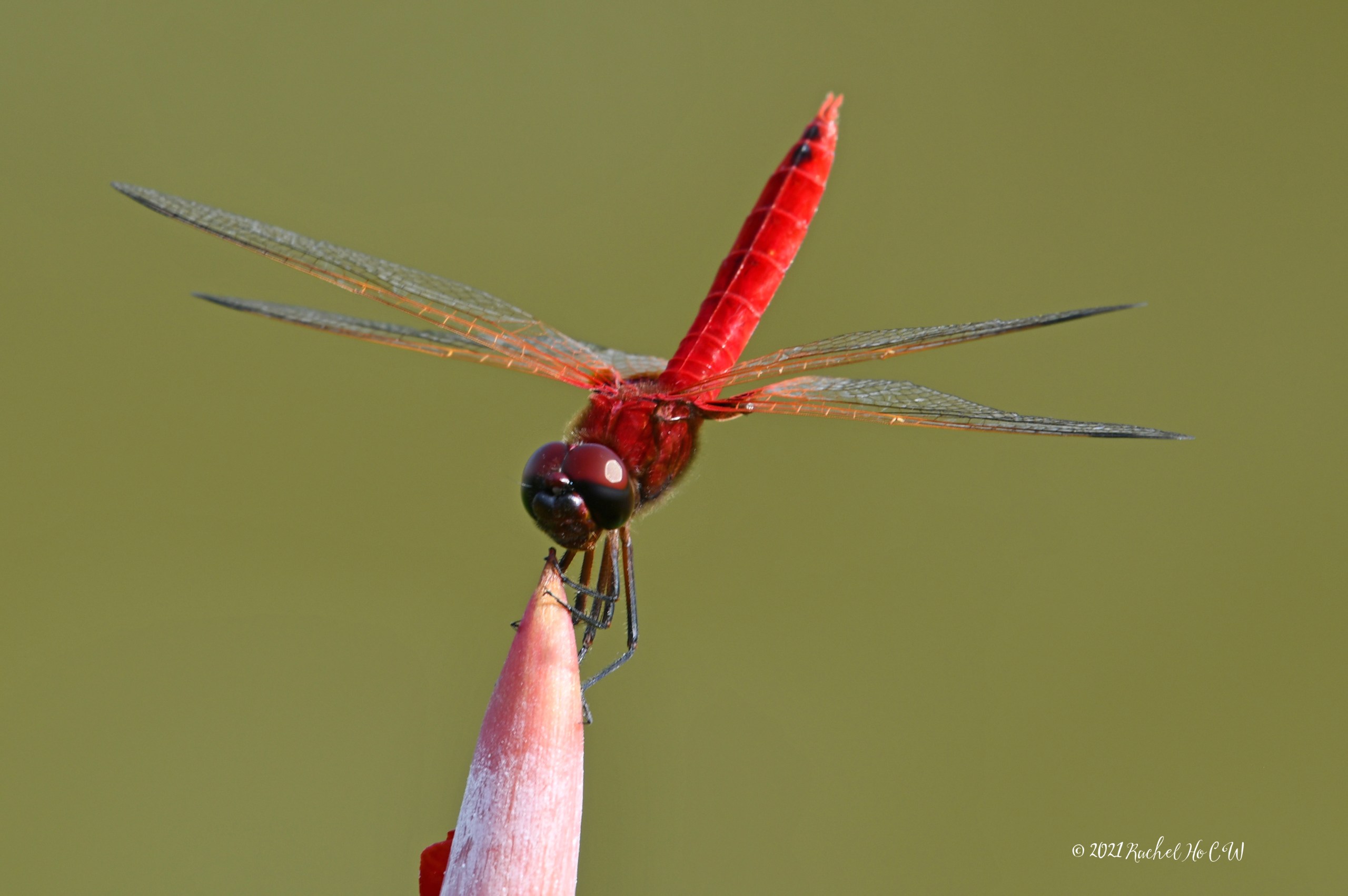 Image 7976 Scarlet Basker
