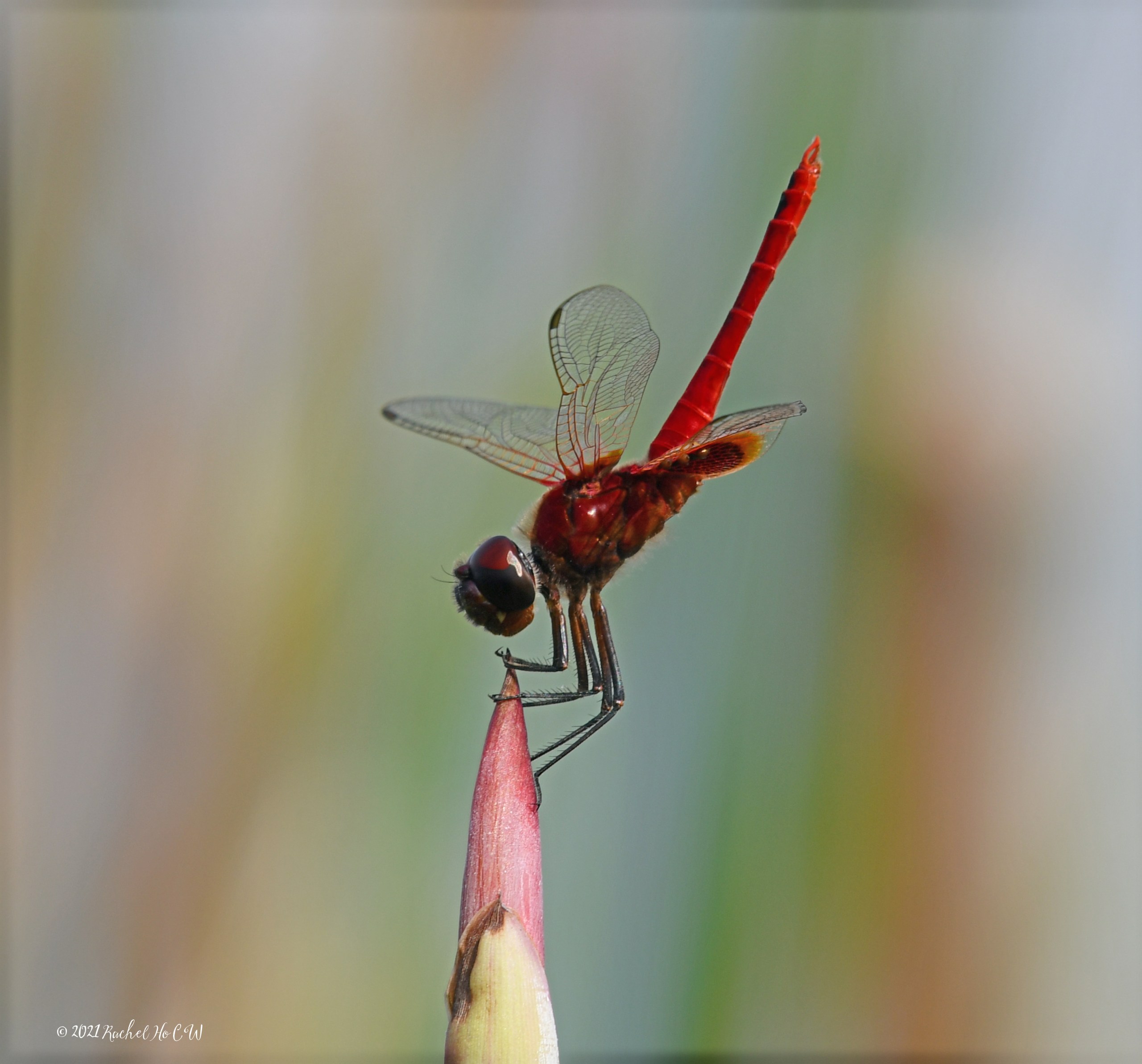 Image 7987 Scarlet Basker ISO-100 f/11 1/250sec