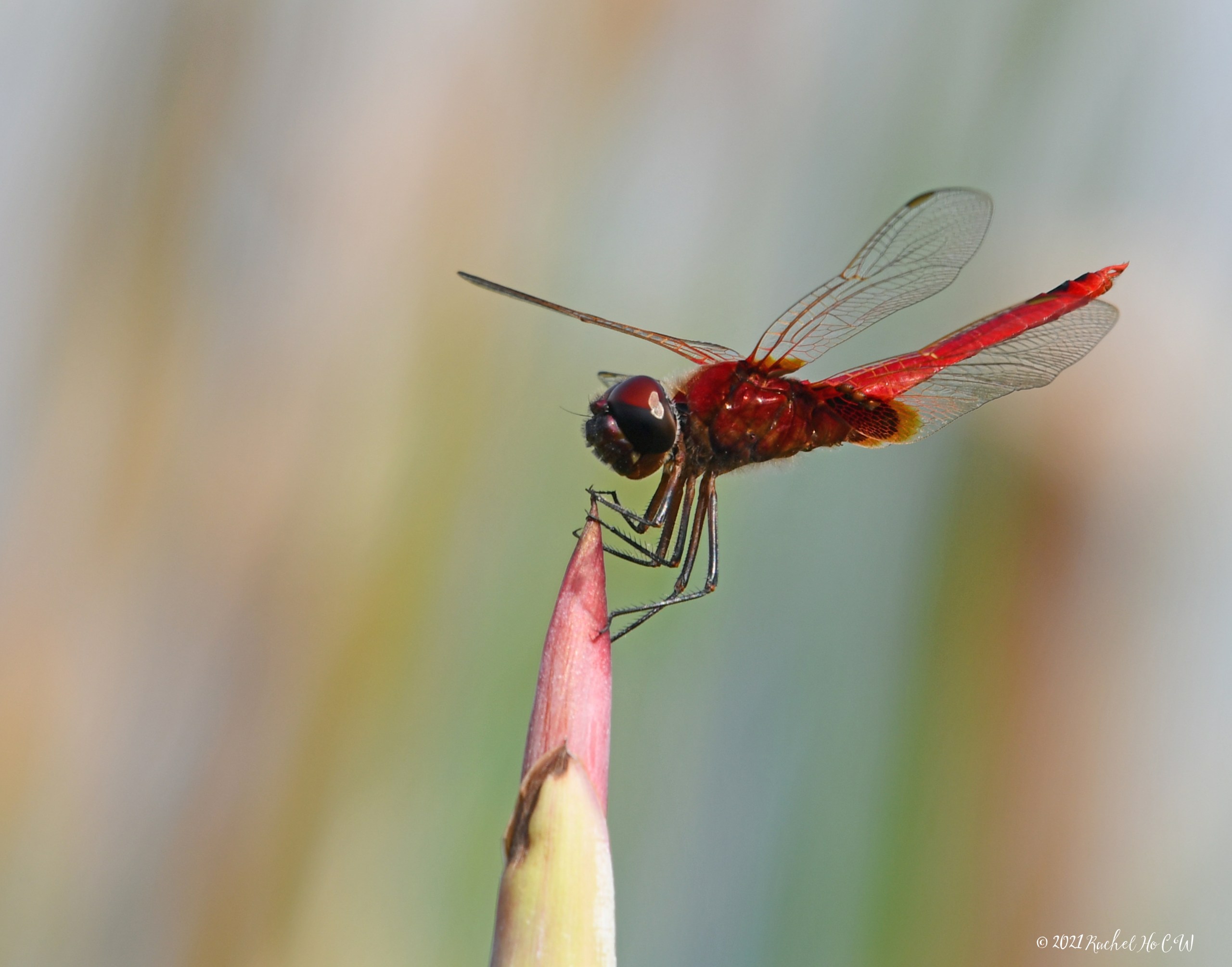 Image 8008 Scarlet Basker