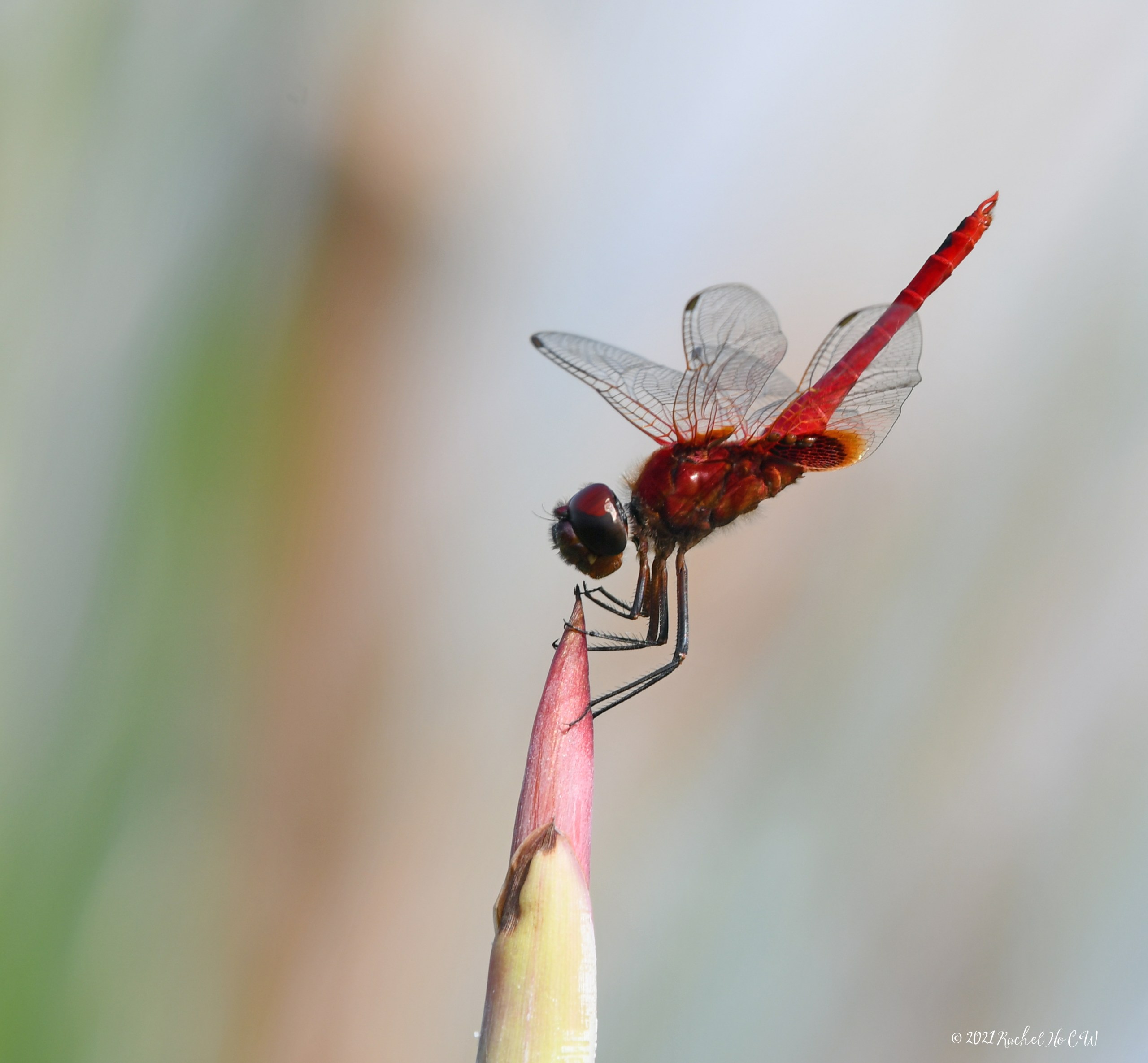 Image 8029 Scarlet Basker *