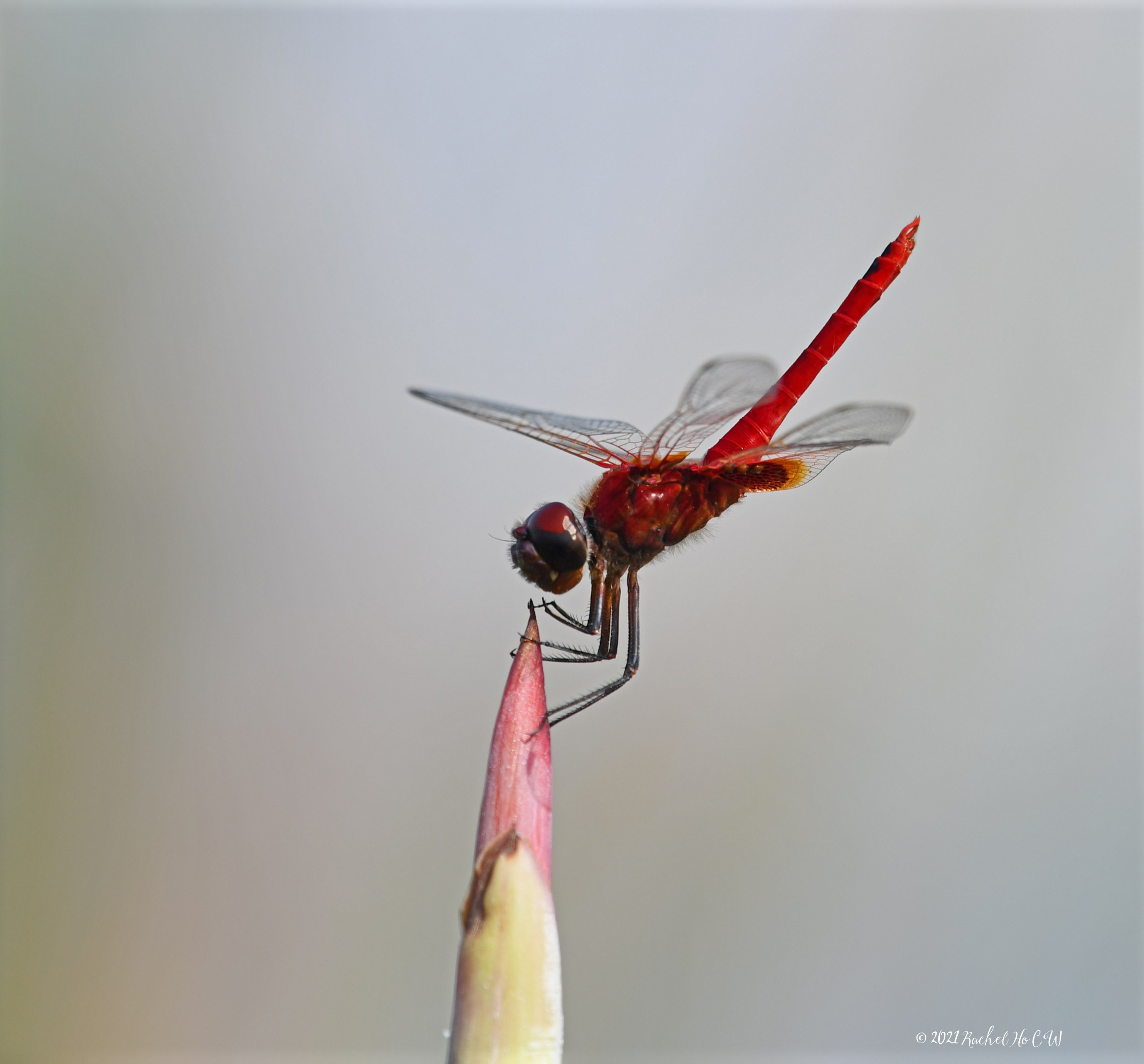 Image 8034 Scarlet Basker