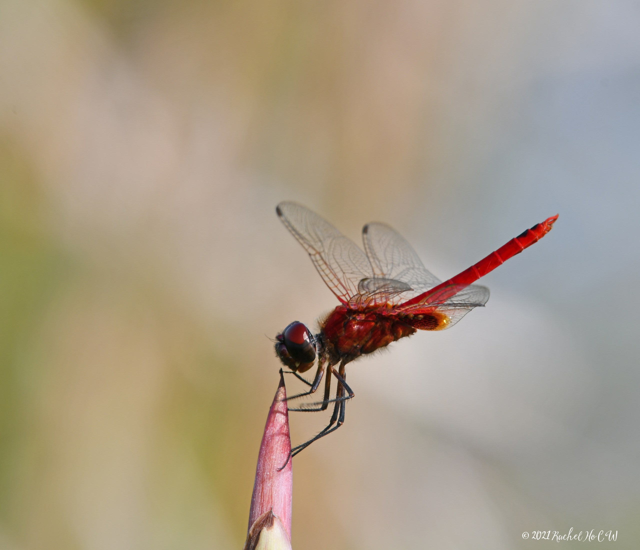 Image 8048 Scarlet Basker