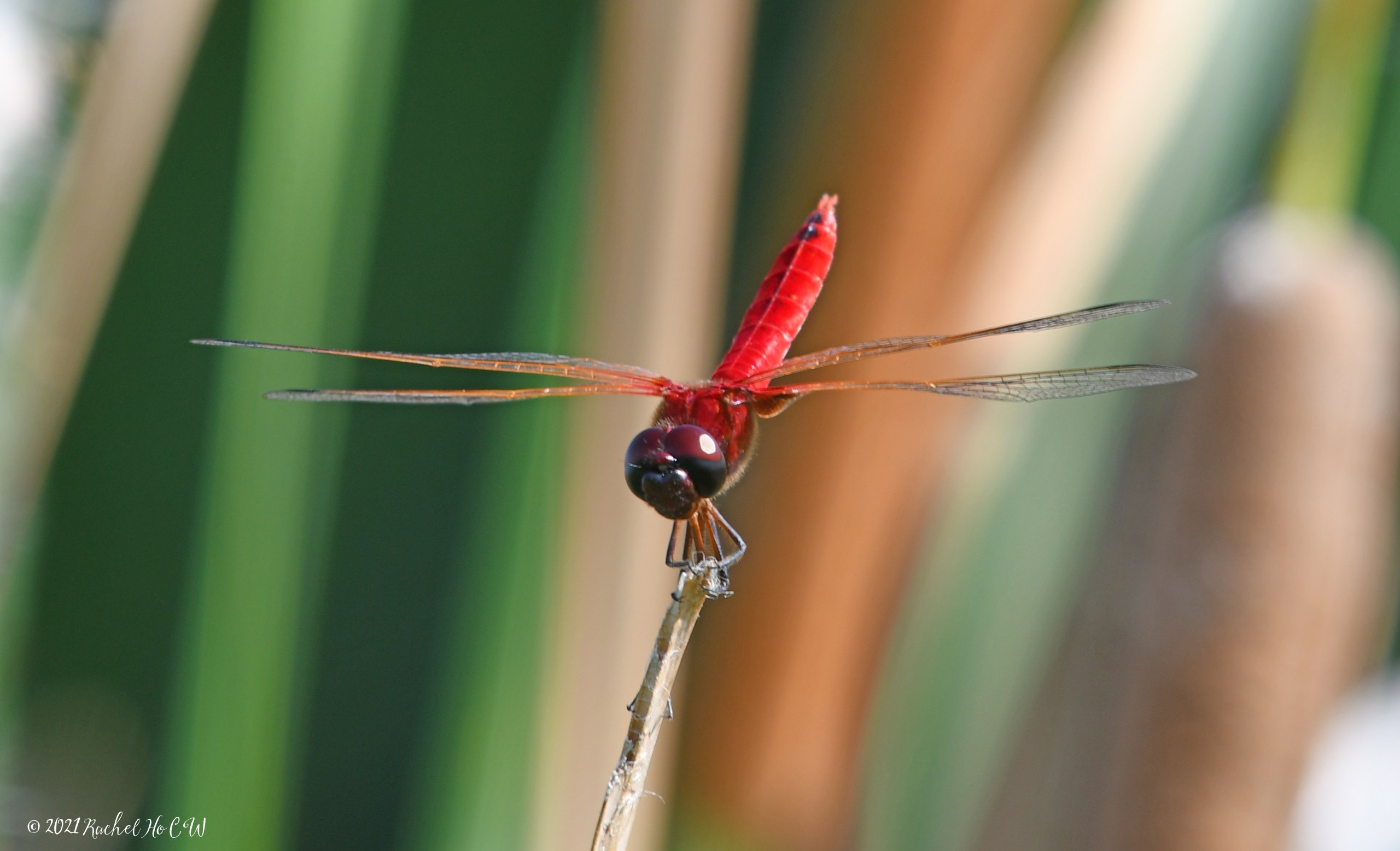 Image 8063 Scarlet Basker