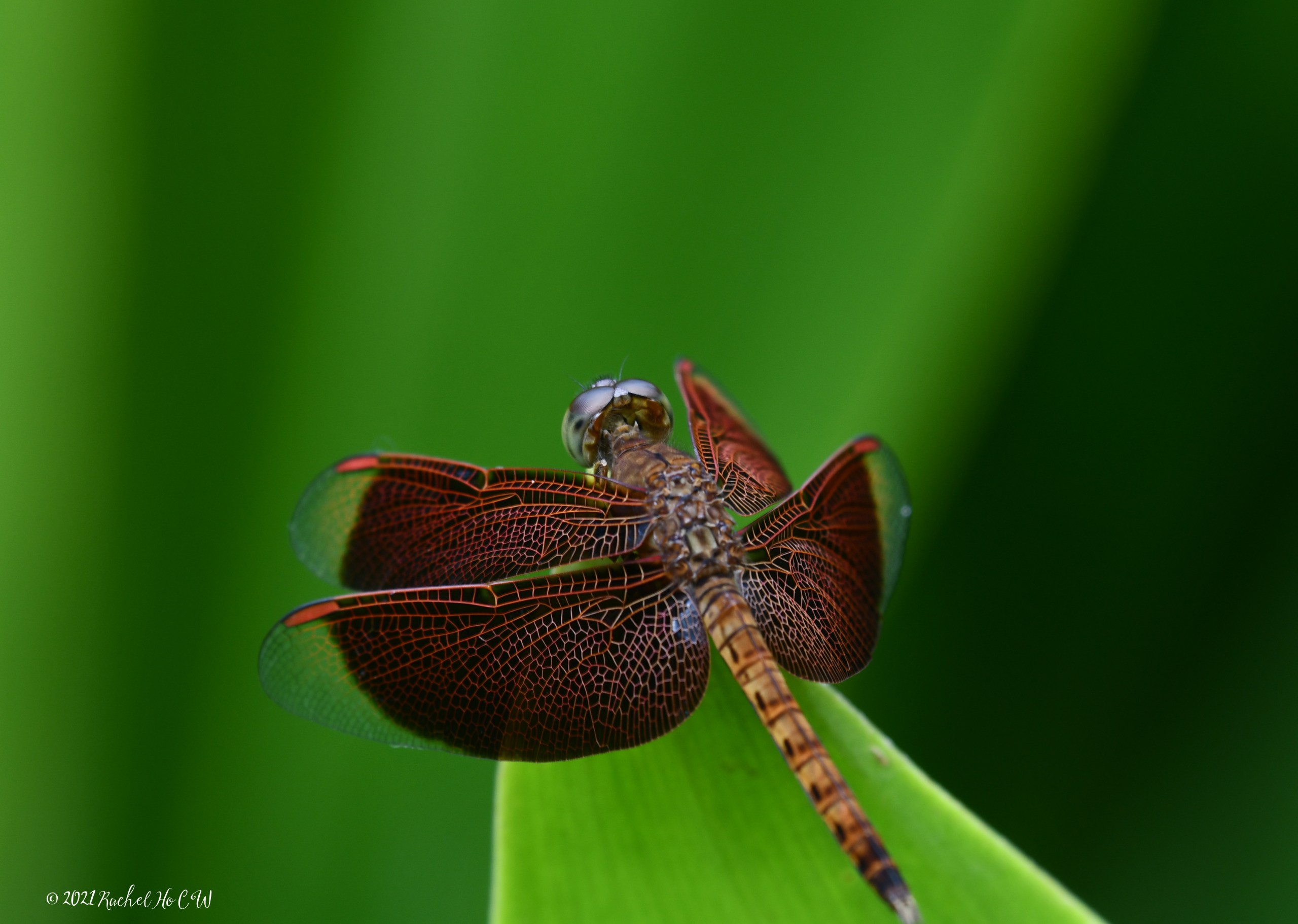 Image 8091 - Common Parasol (male) @ Singapore Botanic Gardens