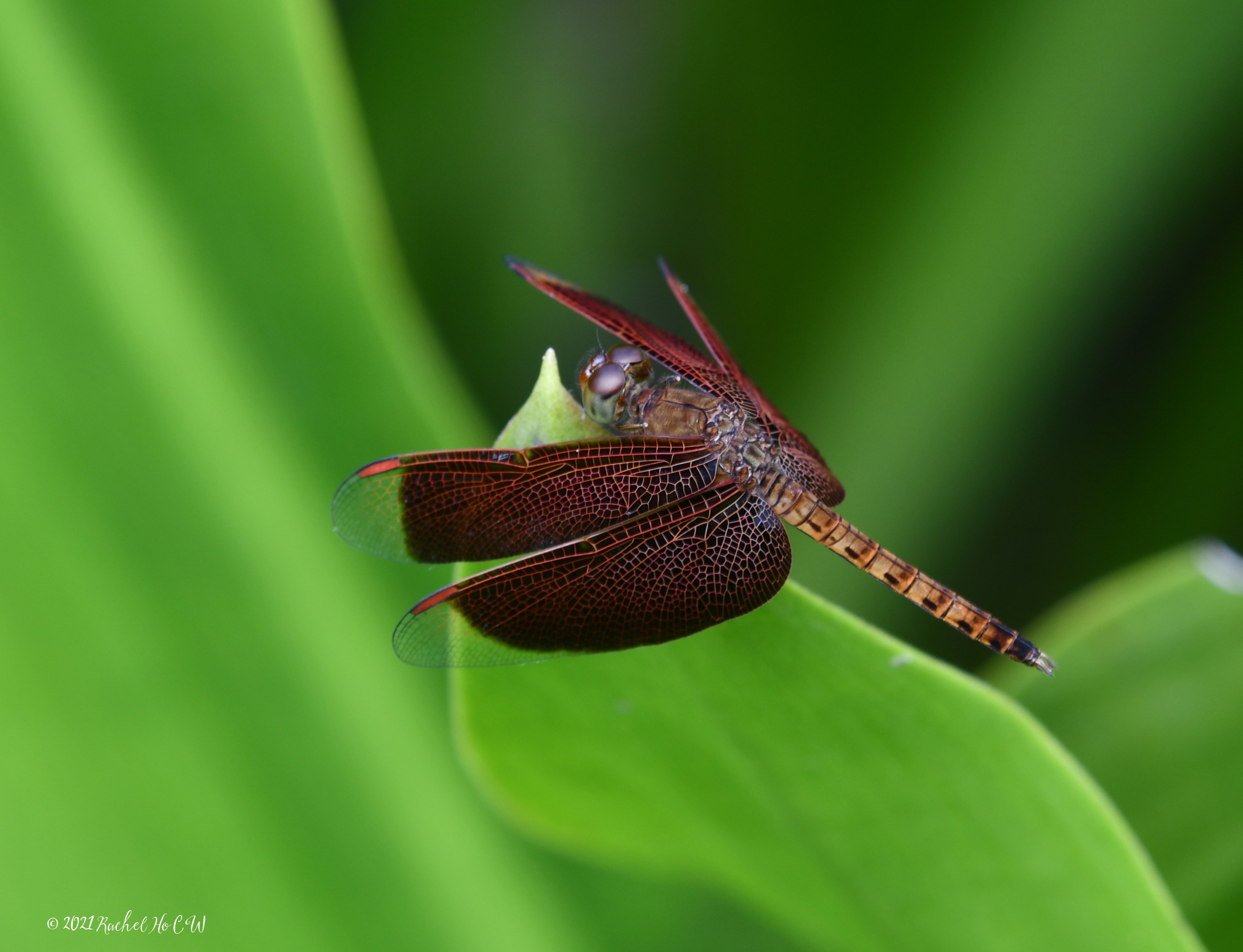 Image 8105 - Common Parasol (male) @ Singapore Botanic Gardens.