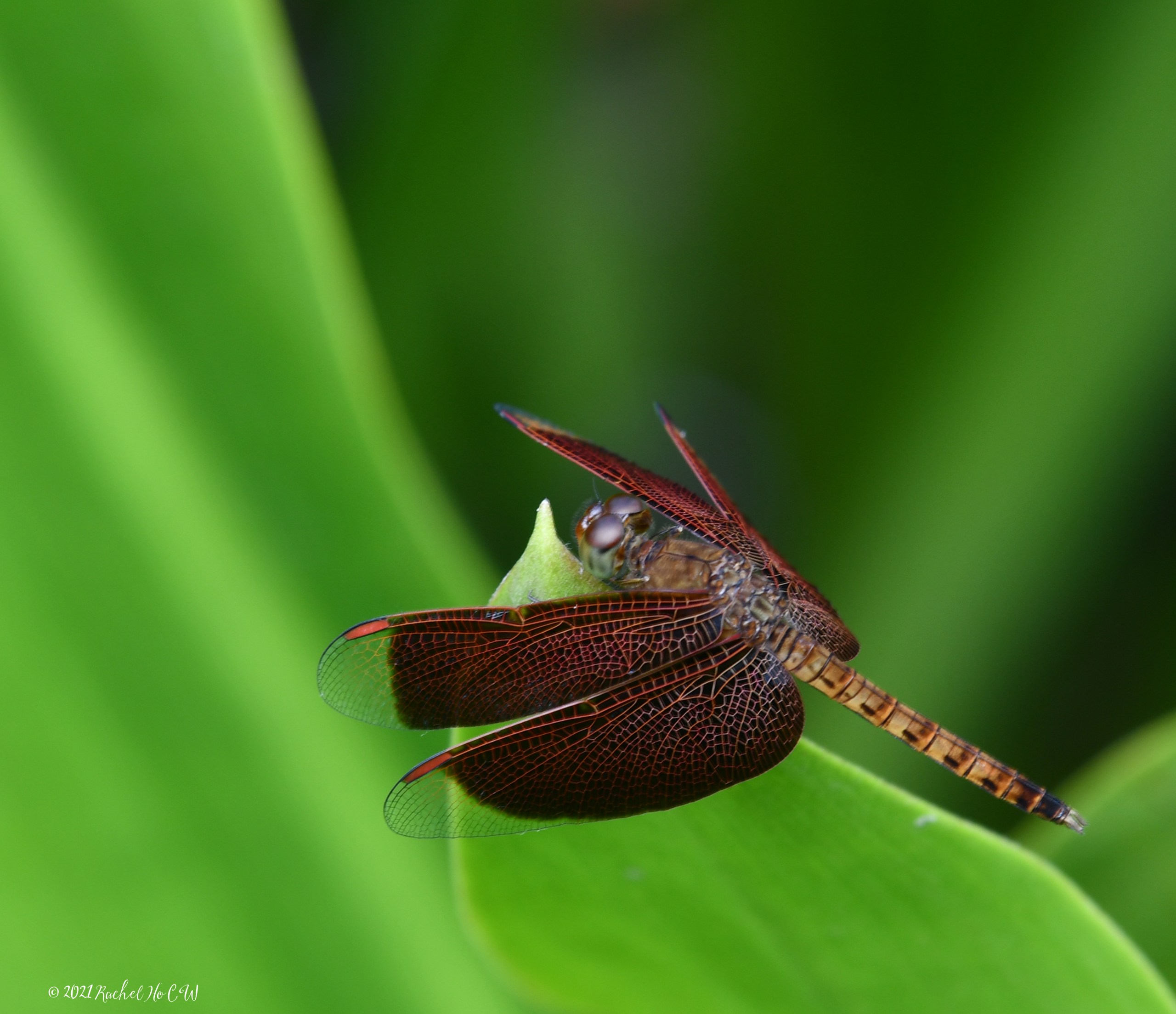 Image 8106 - Common Parasol (male) @ Singapore Botanic Gardens.