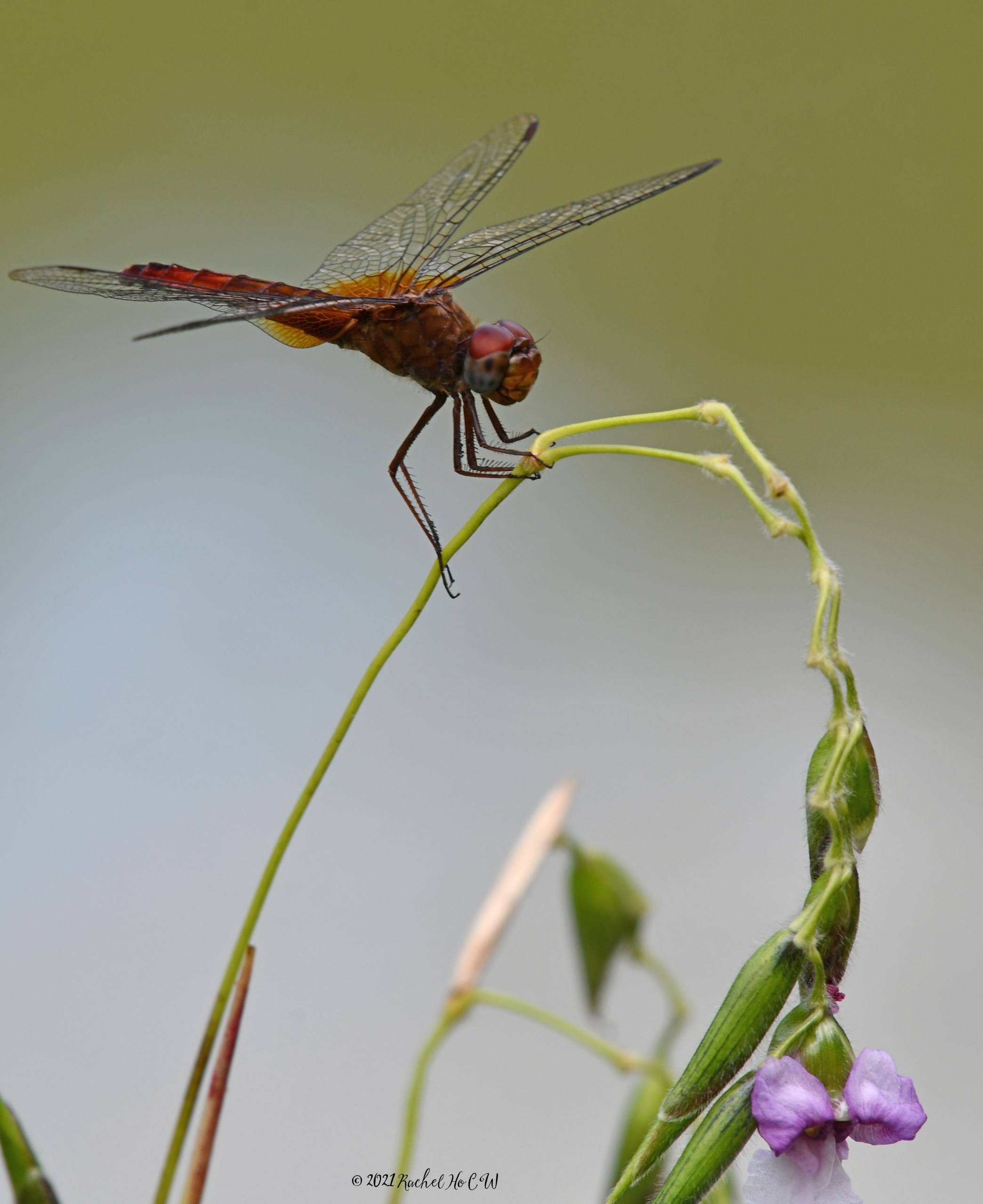 mage 8146 Common Amberwing dragonfly