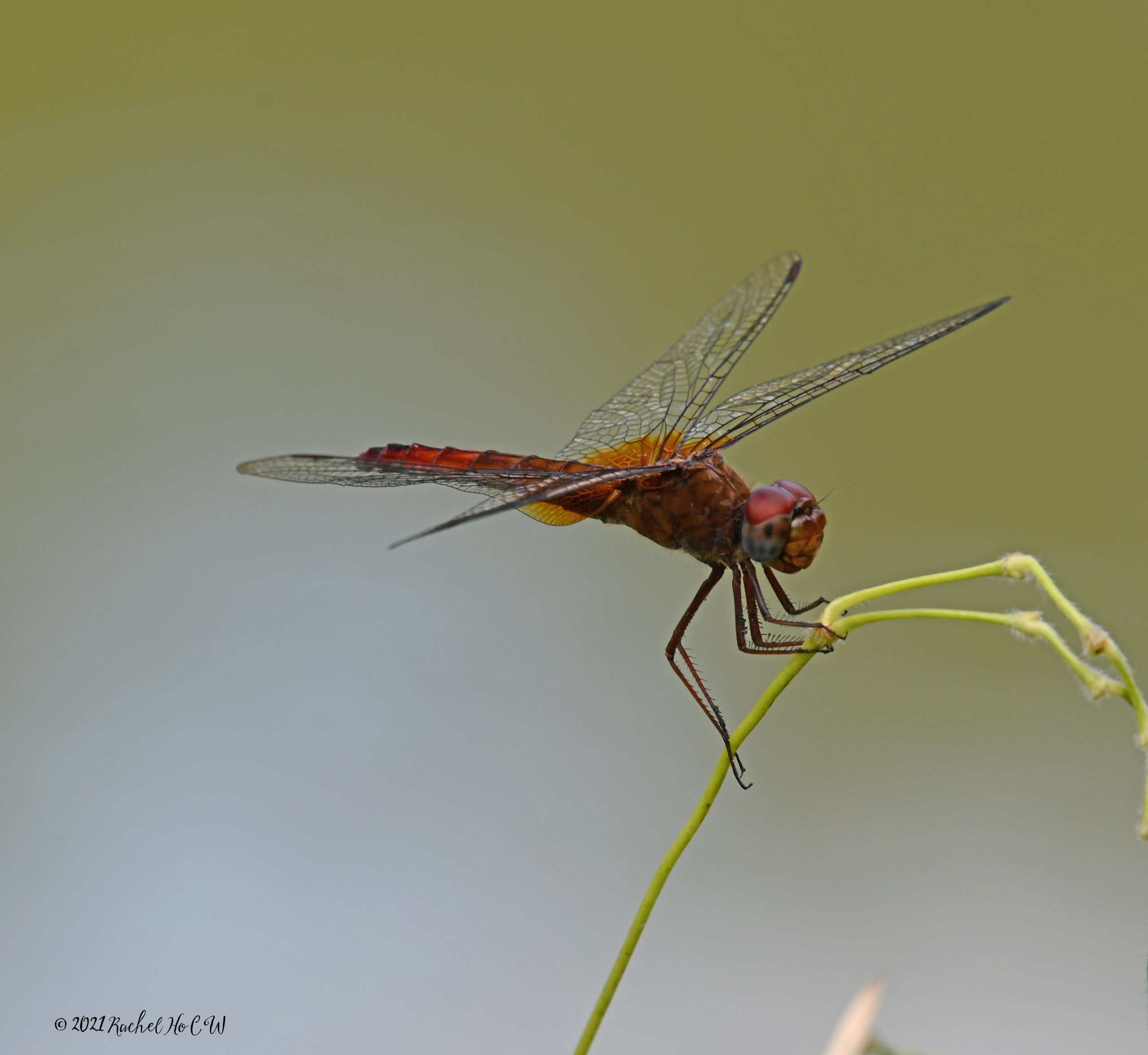 Image 8147 Common Amberwing dragonfly