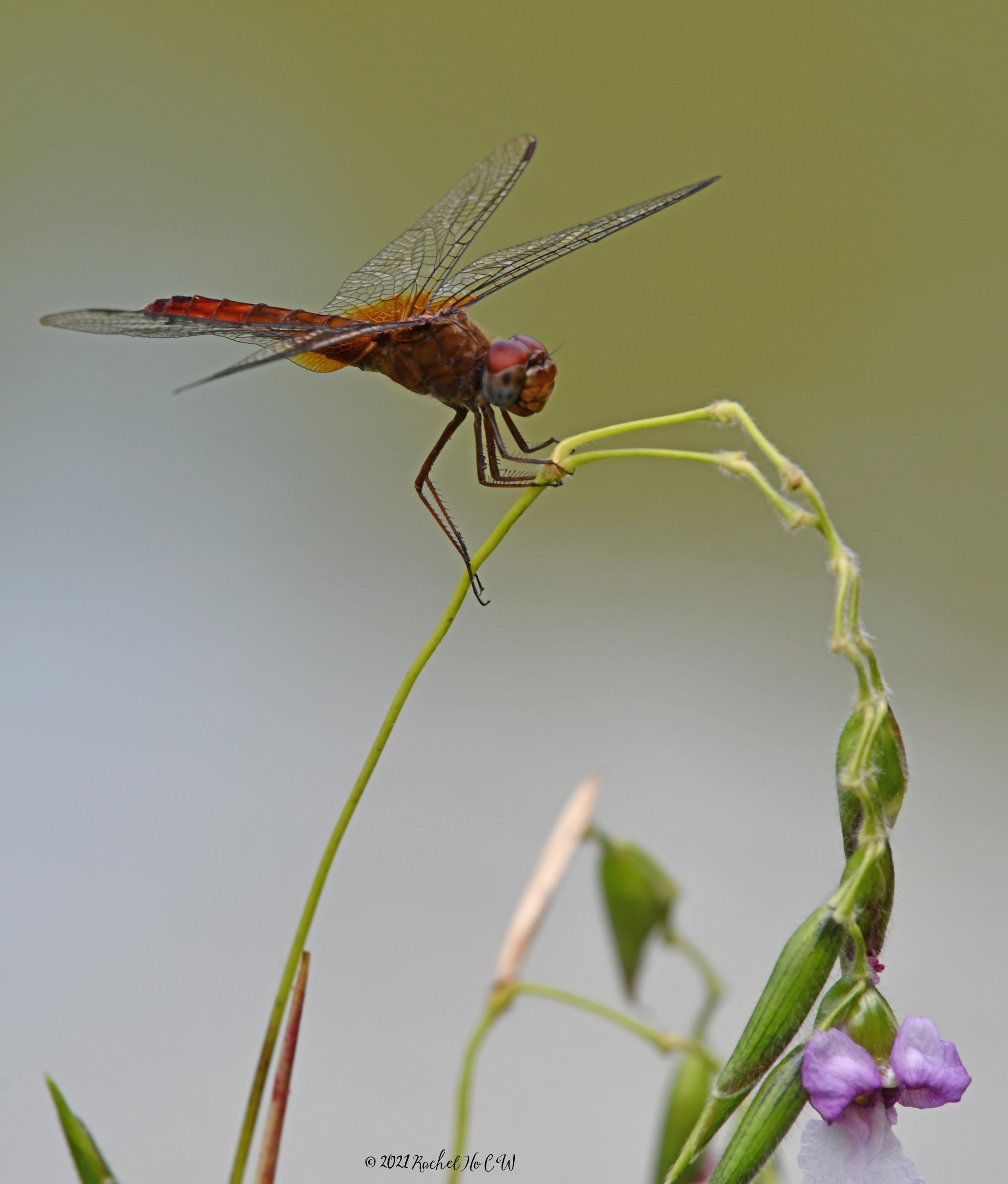 Image 8148 Common Amberwing dragonfly
