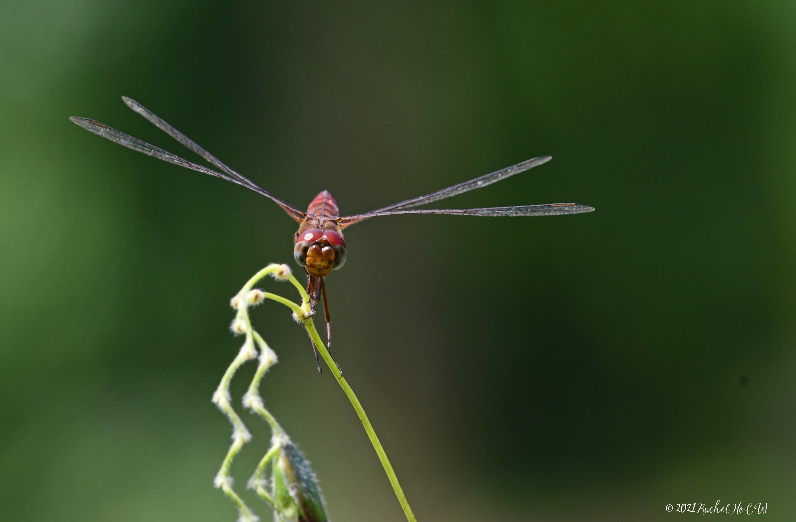 Image 8164 Common Amberwing dragonfly at The Singapore Botanic Gardens.