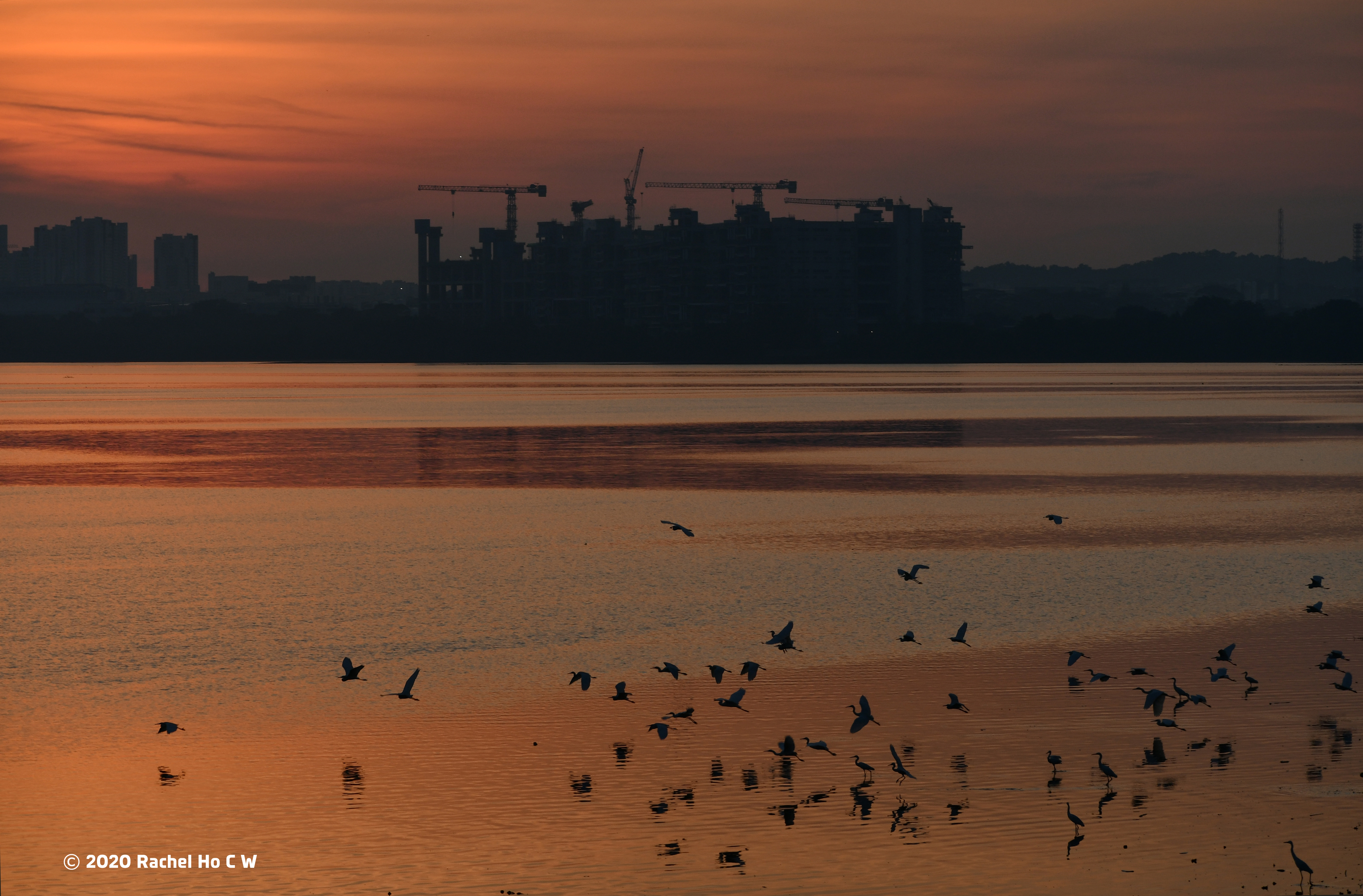 Image 8642 Sunrise at Sungei Buloh