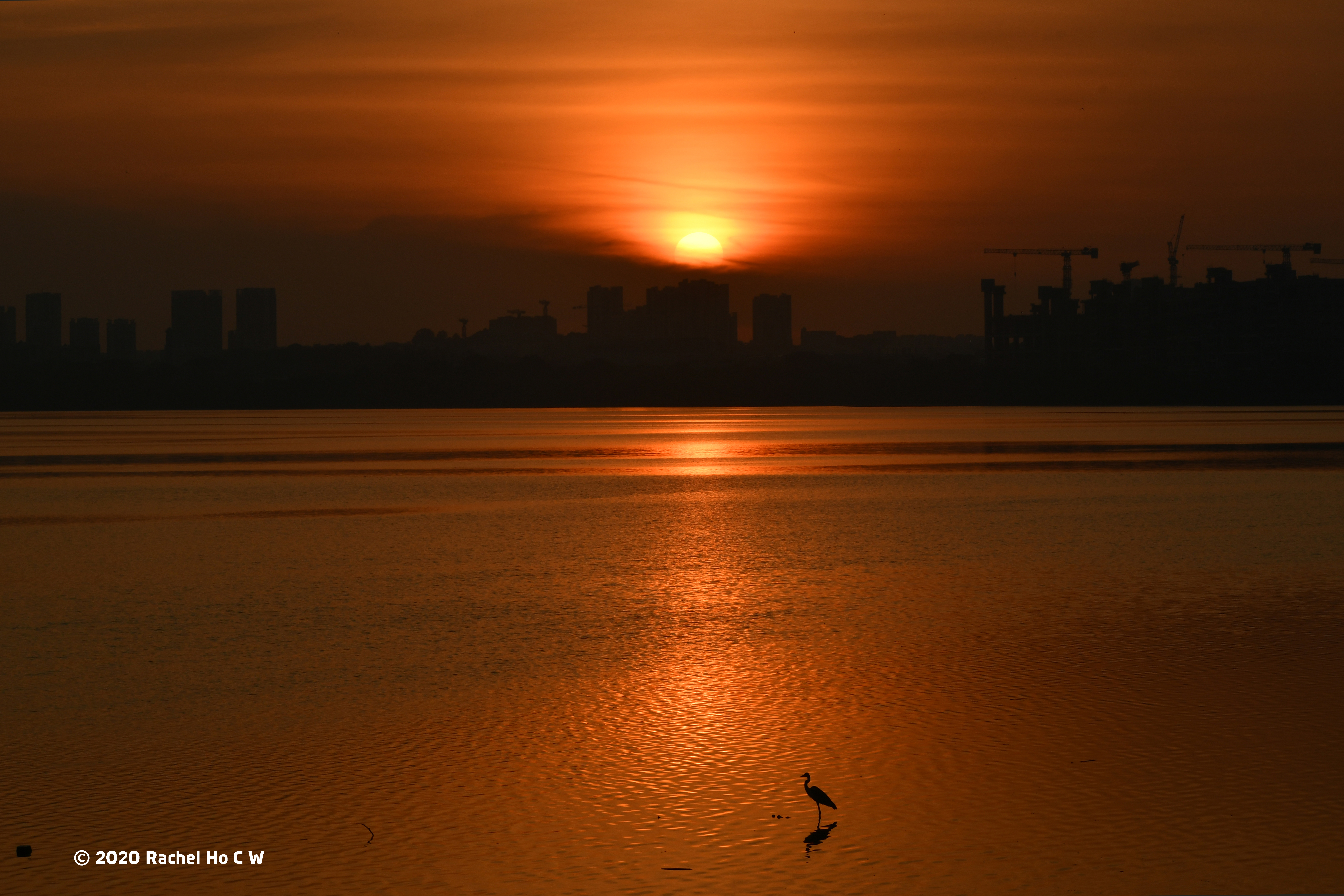 Image 8666 Sunrise at Sungei Buloh - "Solitude"