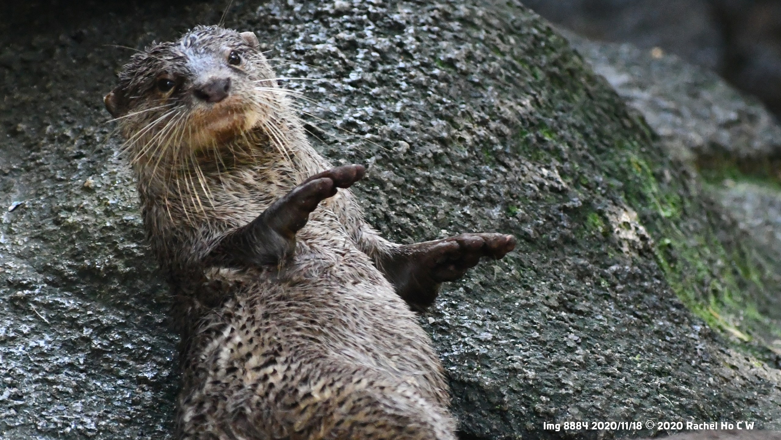 Image 8884 Asian small clawed otter