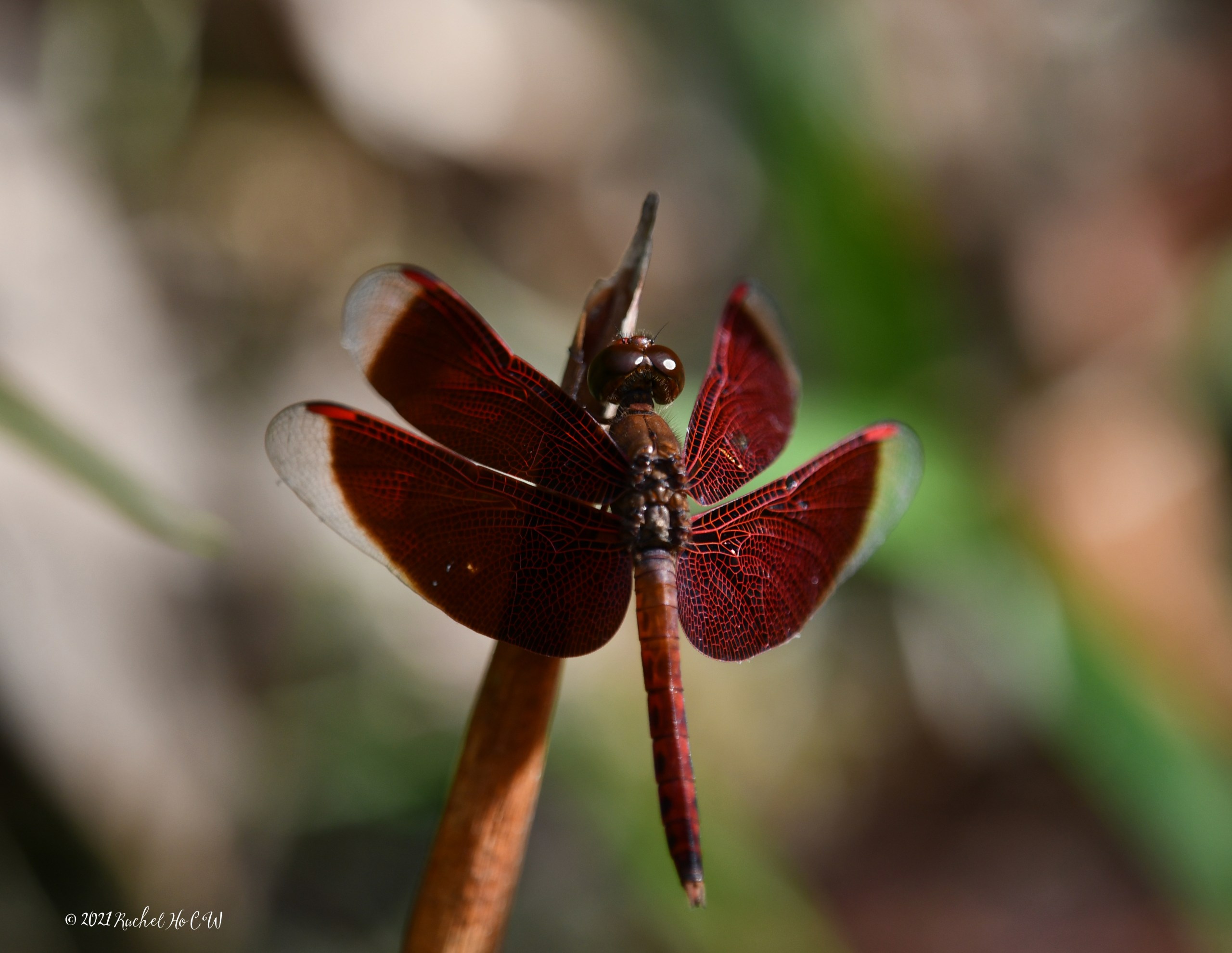 Image 9055 Common Parasol dragonfly