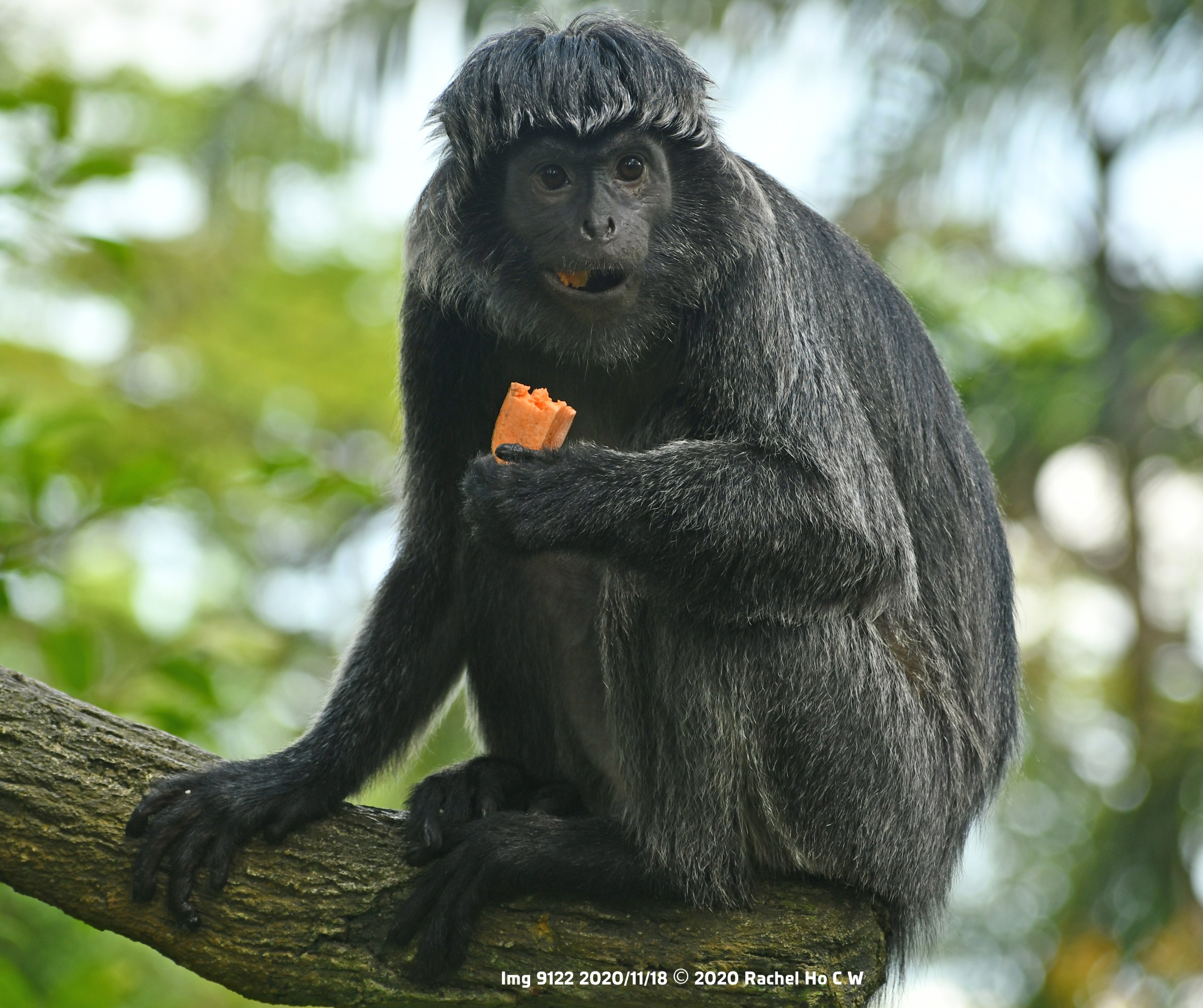 Javan Langur