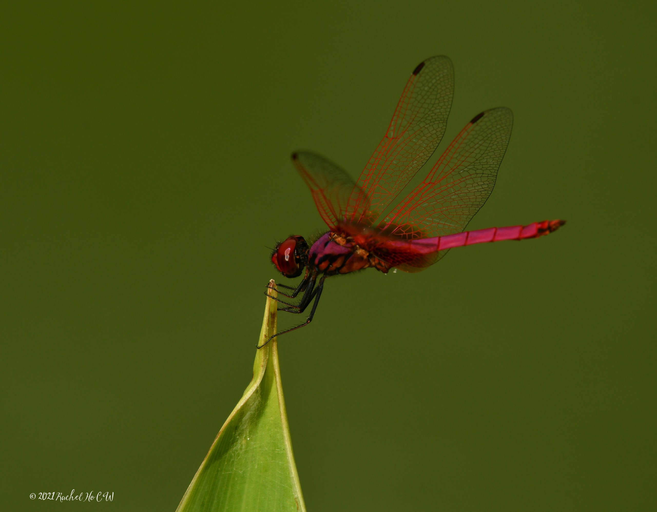 Image 9185 Crimson Dropwing dragonfly (male)