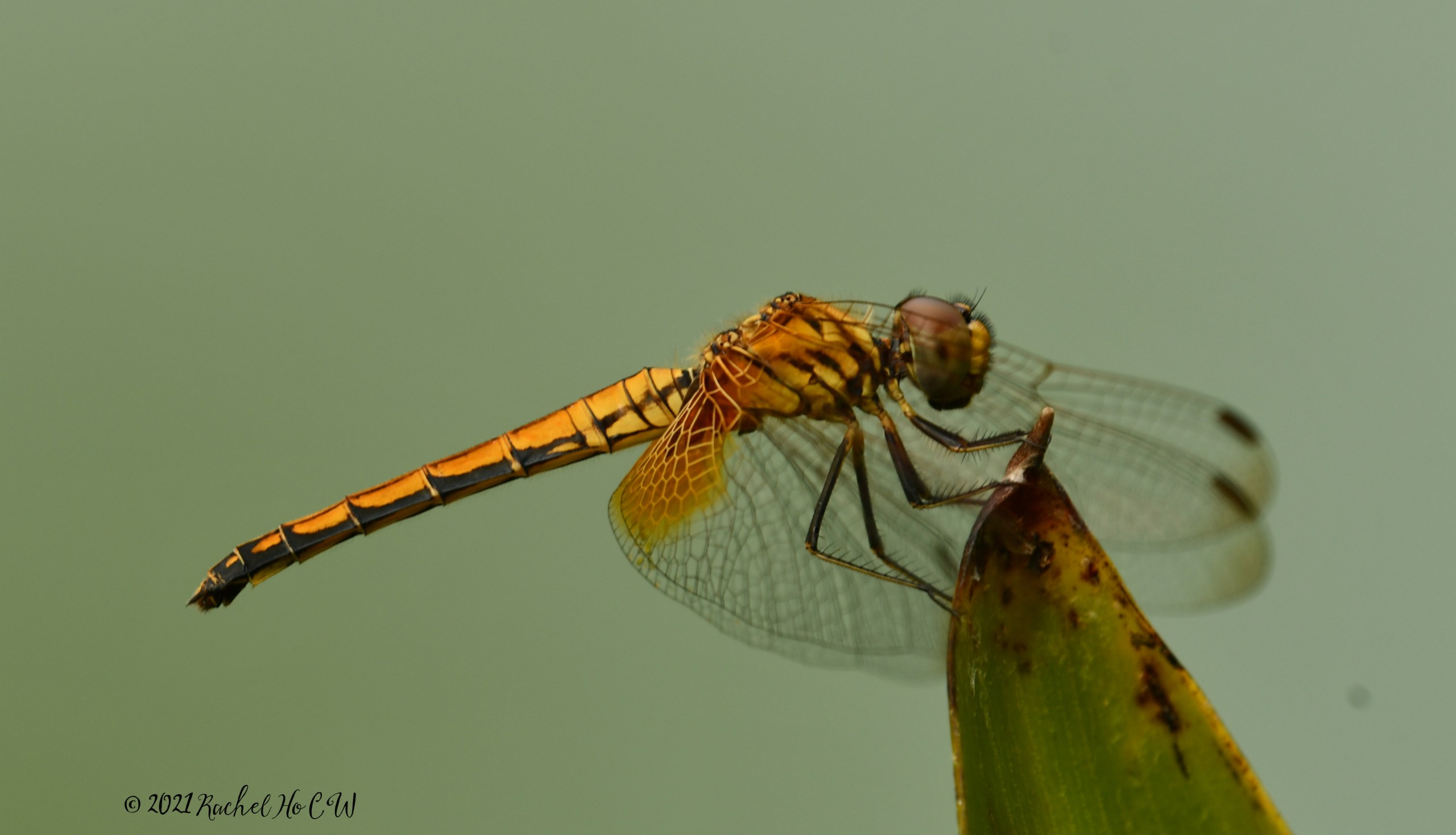 Image 9322 Crimson Dropwing dragonfly (female)