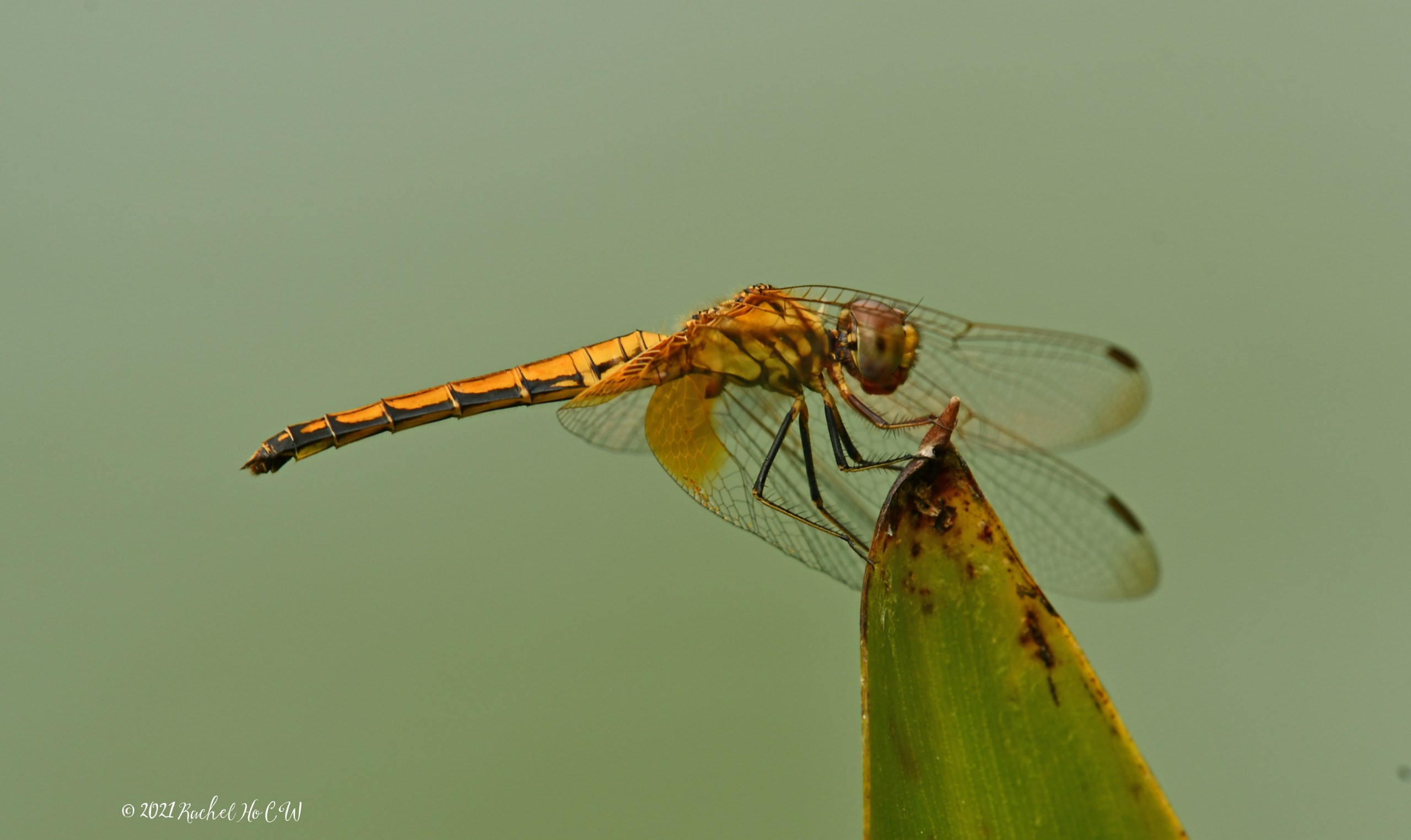 Image 9330 Crimson Dropwing dragonfly (female)