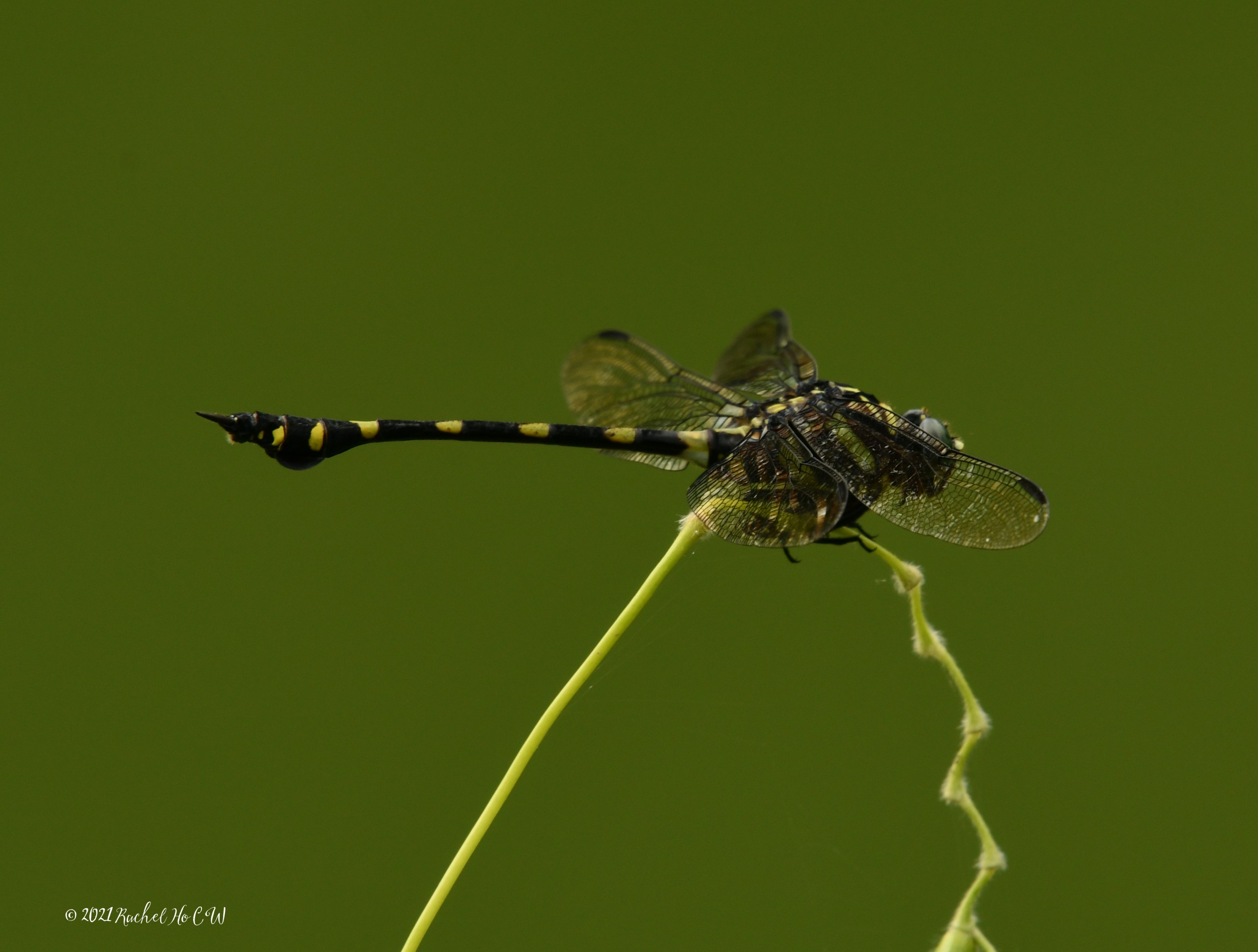 Image 9359 Common Flangetail dragonfly