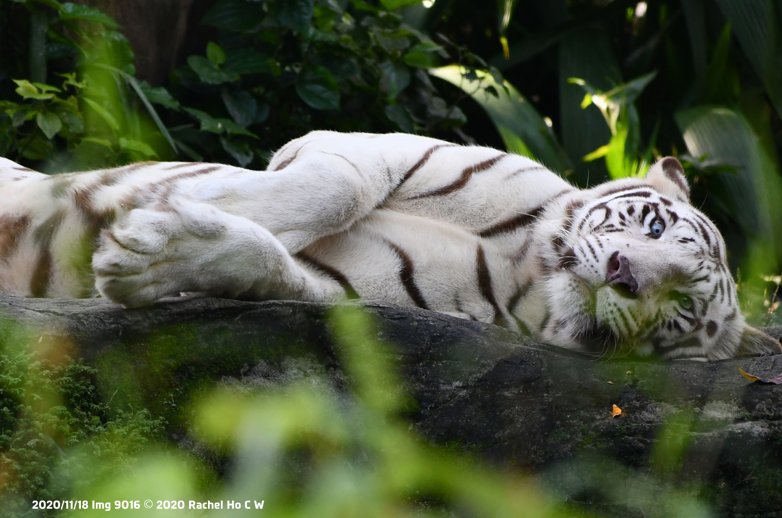 Image 9016 White tiger
