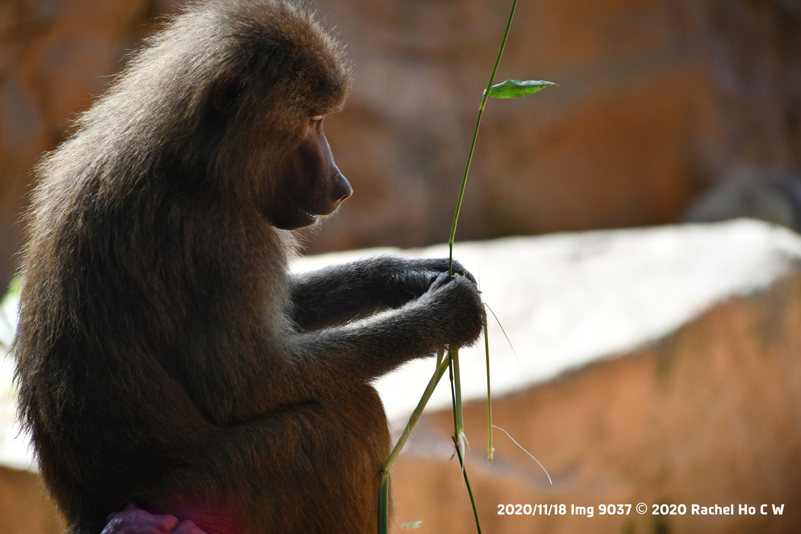 Image 9037 Hamadryas Baboon
