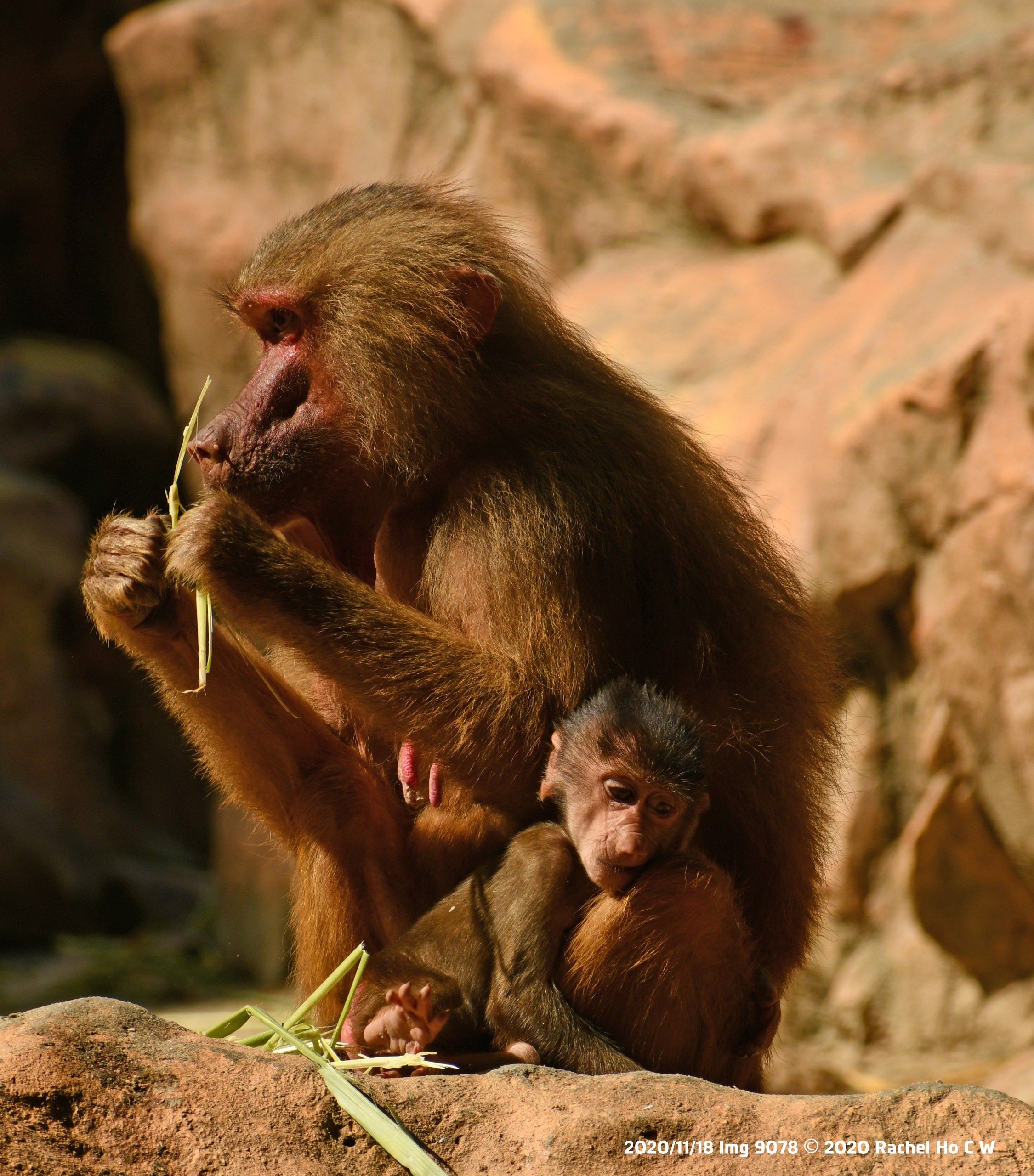 Image 9078 Hamadryas Baboon - "Affection"