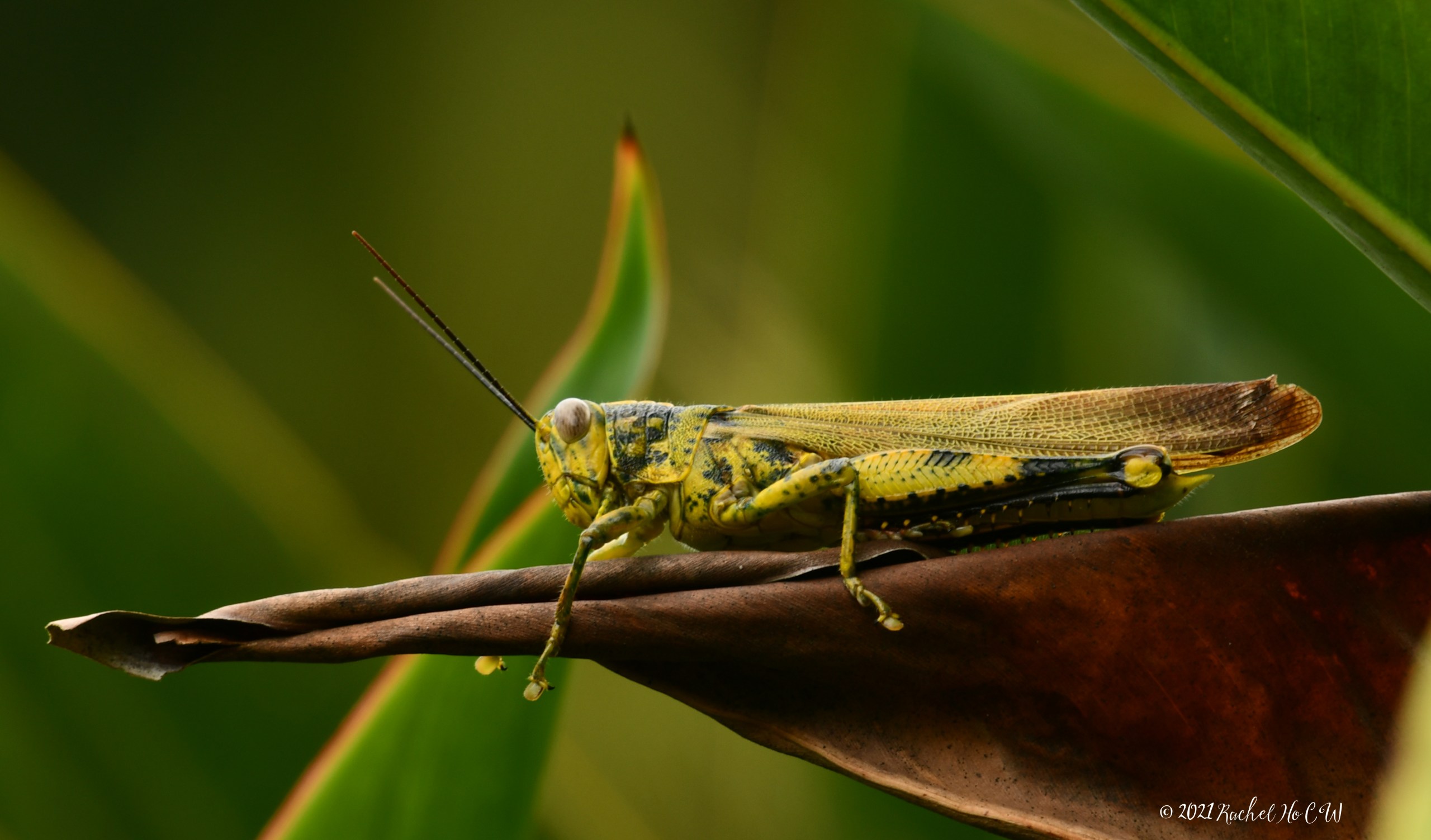 Image 9508 Javanese Grasshopper at The Singapore Botanic Gardens.