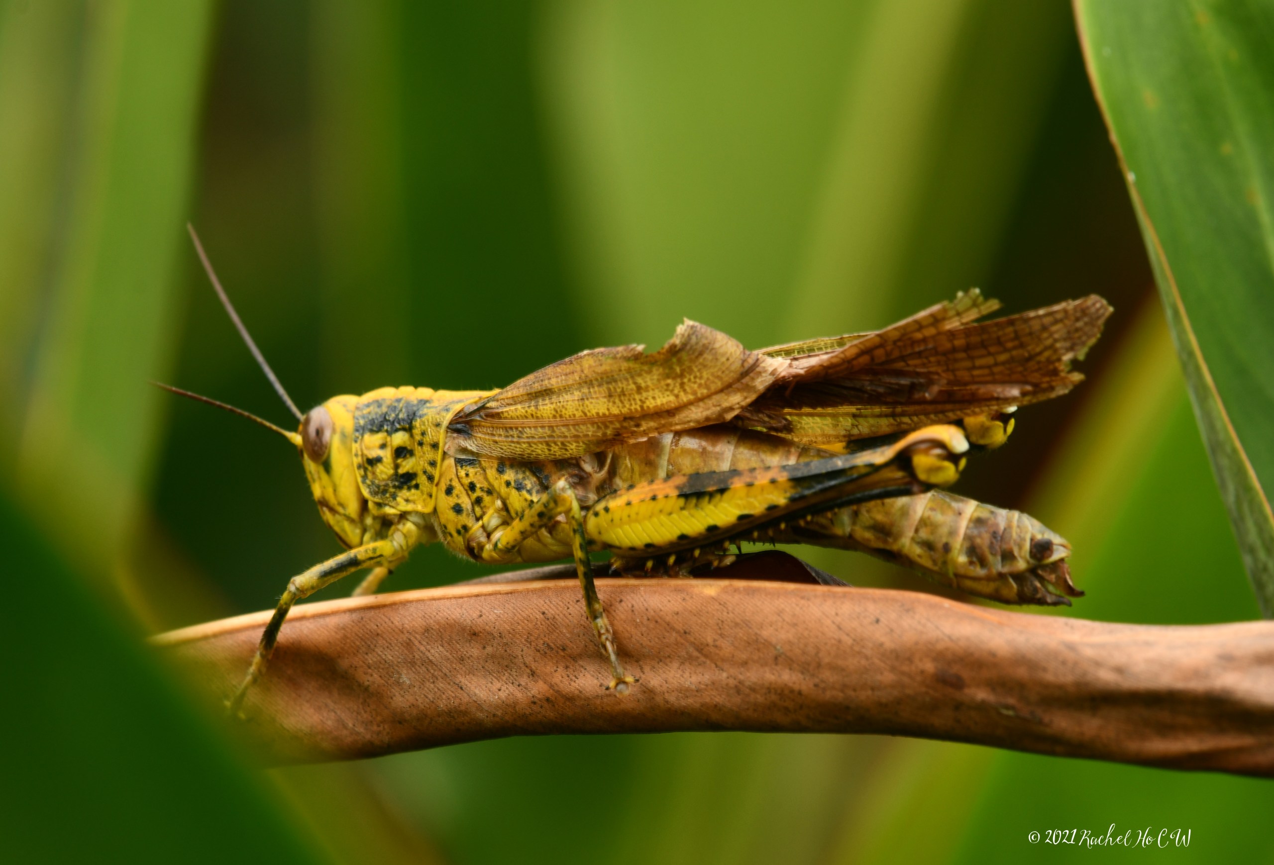 Image 9521 Javanese Grasshopper at The Singapore Botanic Gardens.